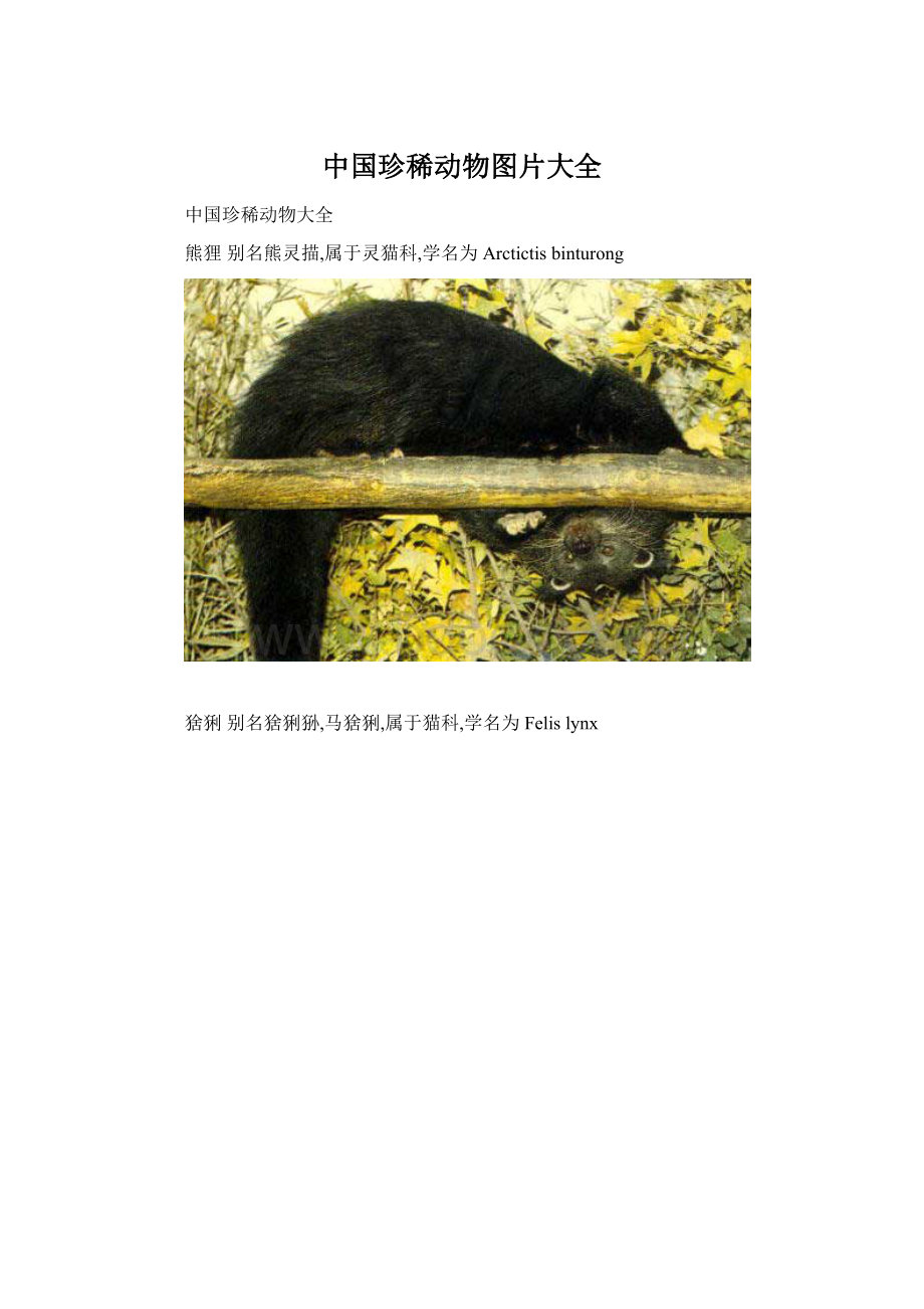 中国珍稀动物图片大全.docx