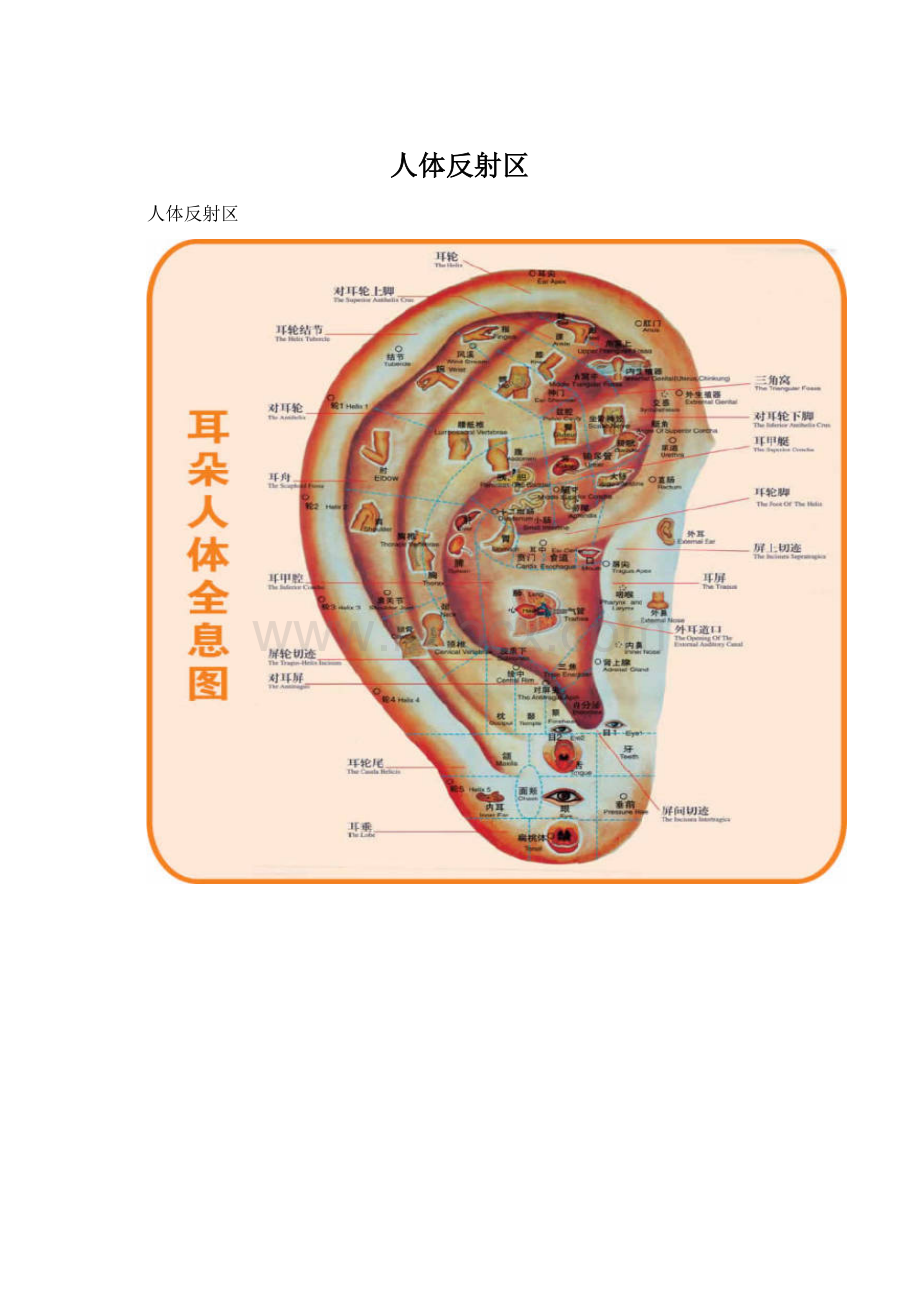 人体反射区Word文件下载.docx