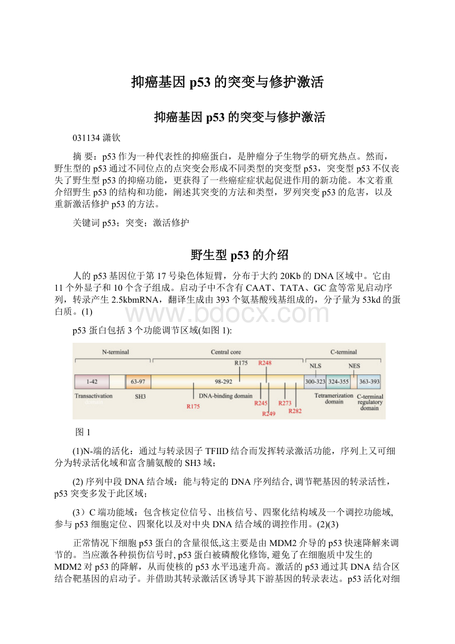 抑癌基因p53的突变与修护激活Word下载.docx