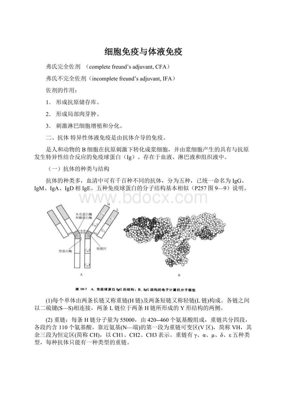 细胞免疫与体液免疫.docx