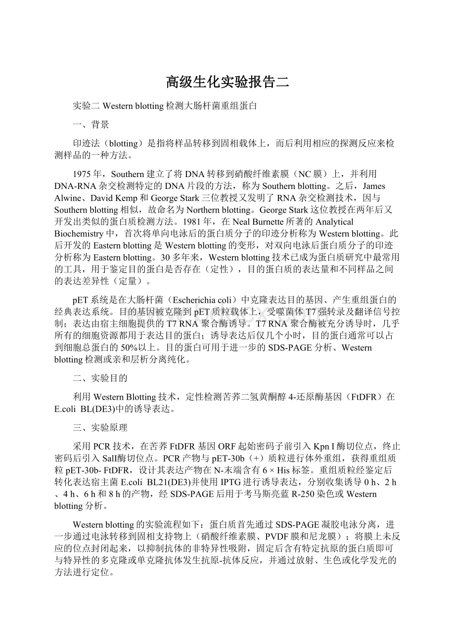 高级生化实验报告二.docx