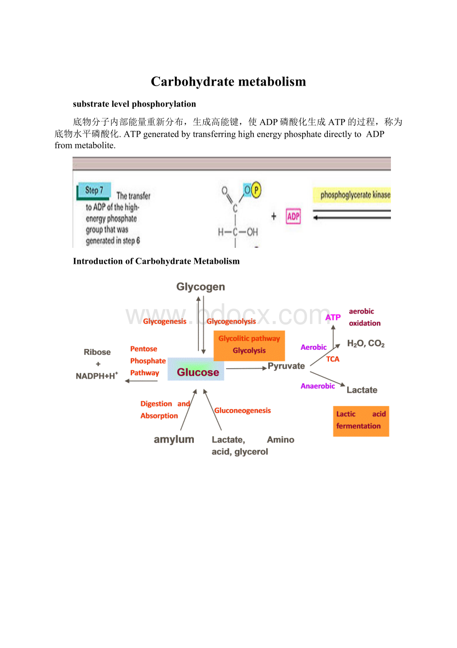 Carbohydrate metabolismWord文档下载推荐.docx