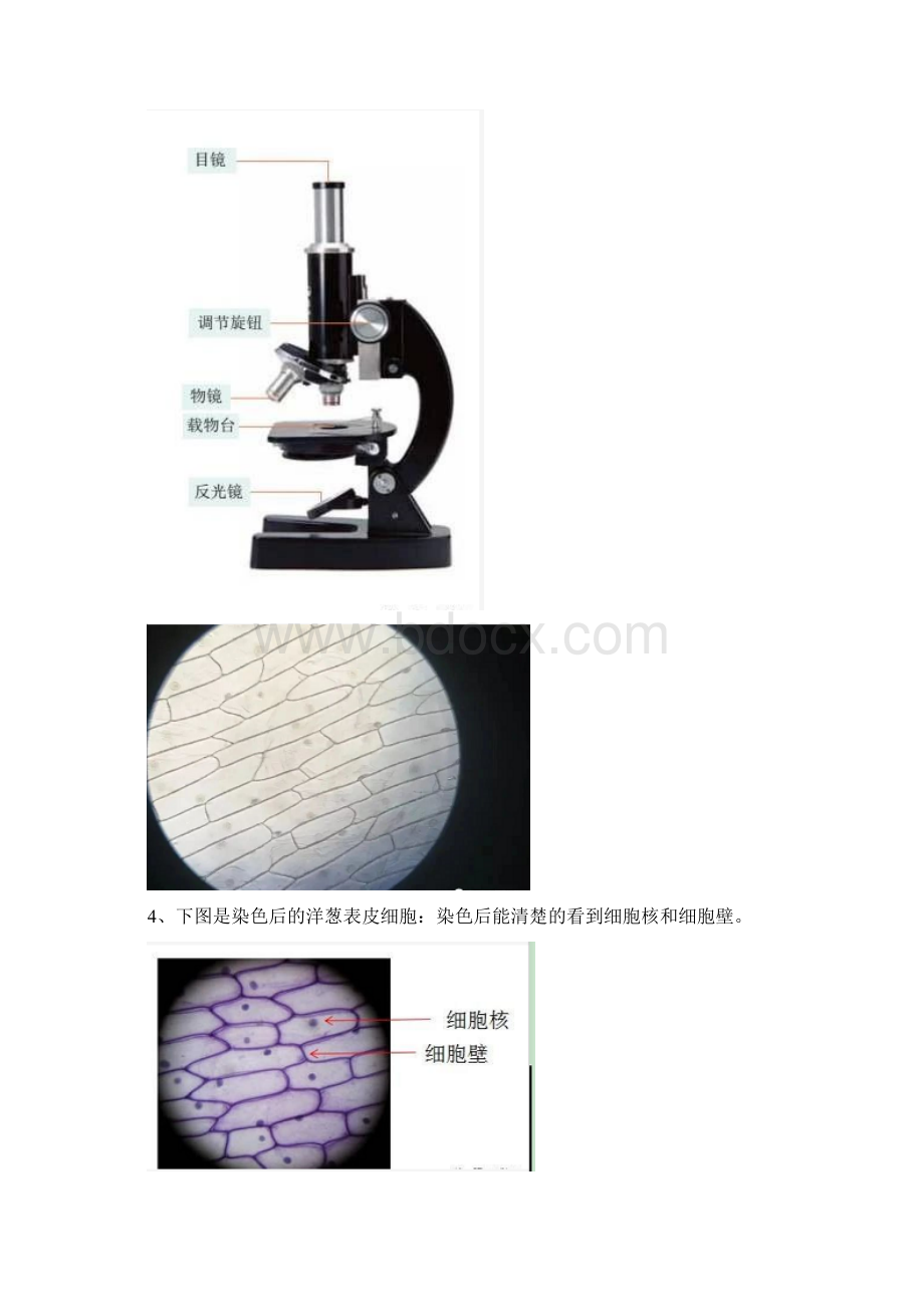 教科版六年级科学下册全册单元知识点Word文档下载推荐.docx_第3页