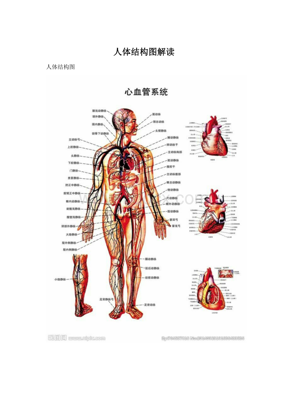 人体结构图解读Word下载.docx