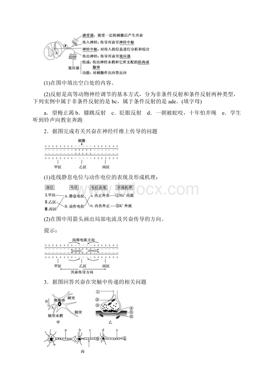 版高考生物一轮复习第八单元动物和人体生命活动的调节第二讲通过神经系统的调节精选教案.docx_第3页