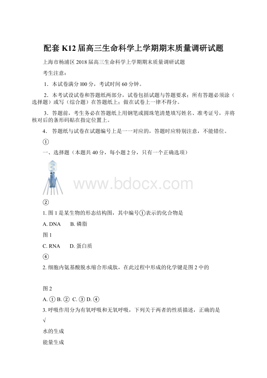 配套K12届高三生命科学上学期期末质量调研试题Word格式.docx_第1页