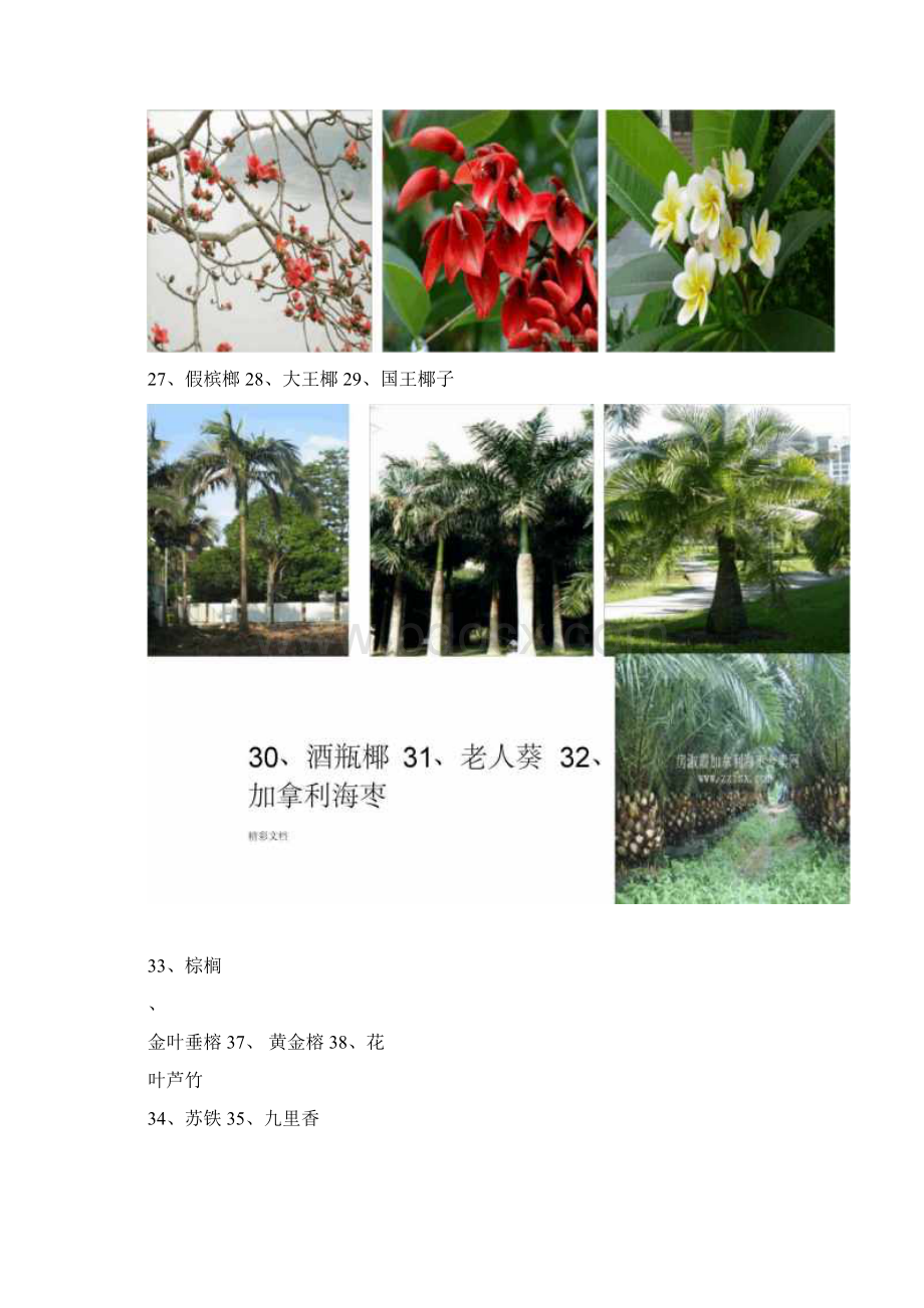 广东地区常见的地园林植物74种.docx_第3页