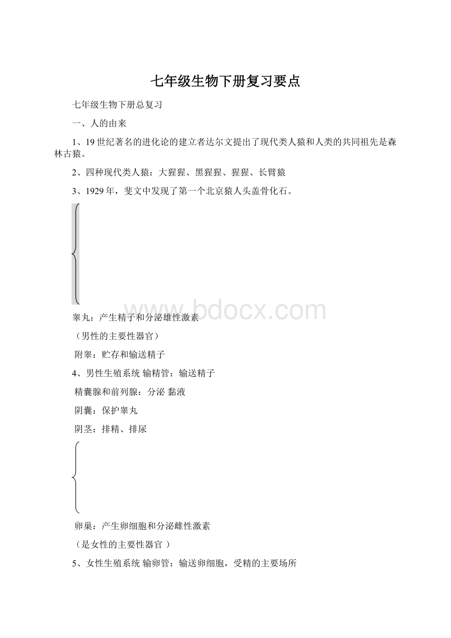 七年级生物下册复习要点Word文件下载.docx