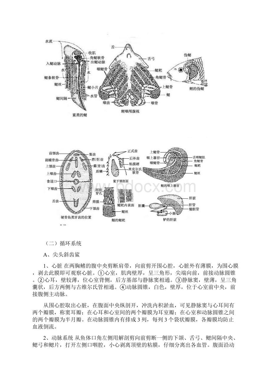 四鱼类的呼吸与循环系统.docx_第3页