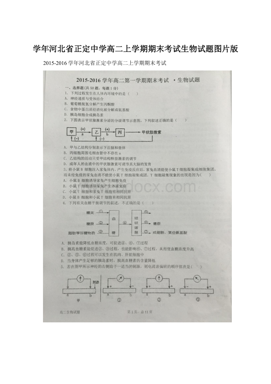 学年河北省正定中学高二上学期期末考试生物试题图片版.docx