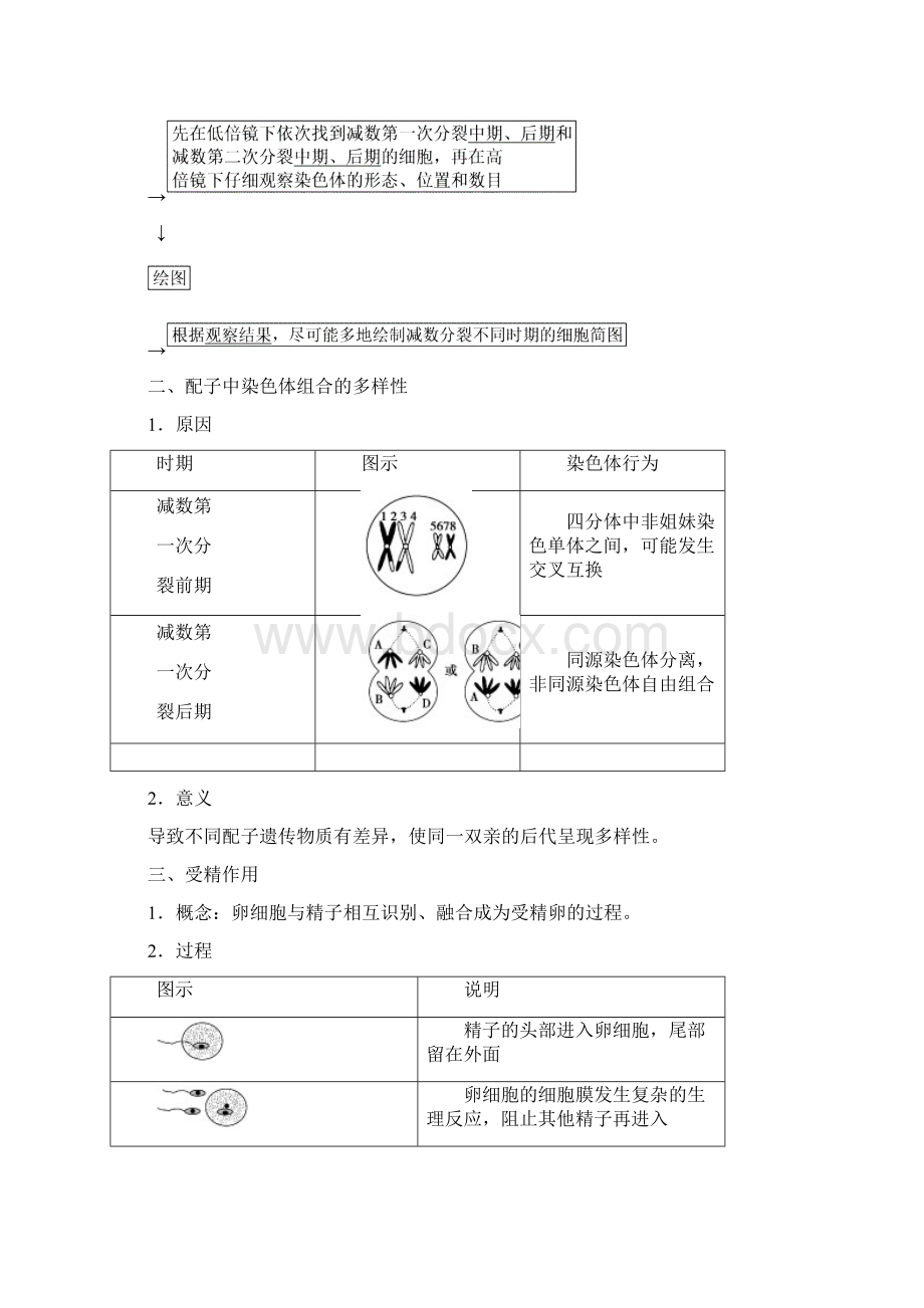 学年人教版高中生物必修2第2章基因和染色体关系第1节 减数分裂和受精作用Ⅱ.docx_第2页