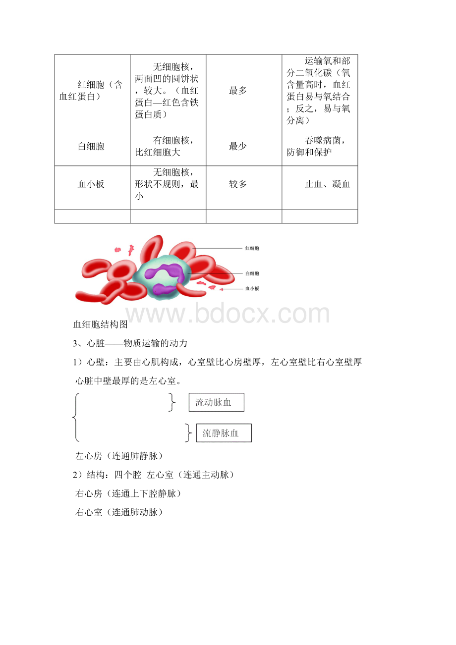 苏科版生物八年级上册期末复习提纲.docx_第2页