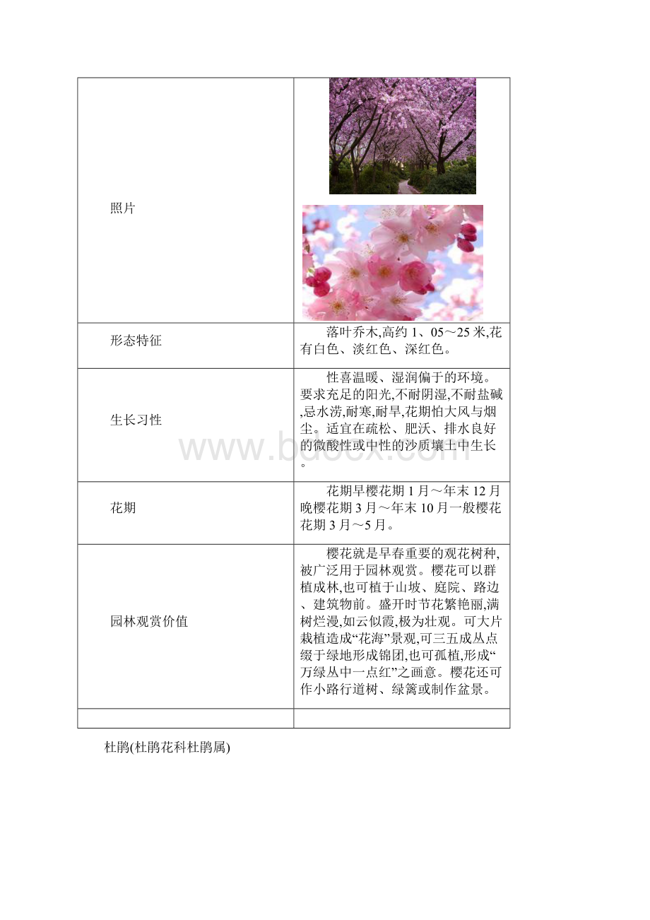 春季常见开花植物 2文档格式.docx_第3页