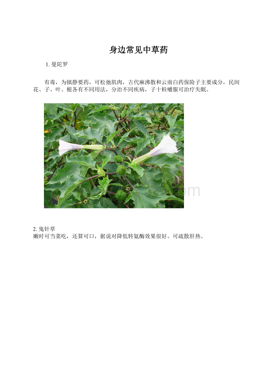 身边常见中草药文档格式.docx