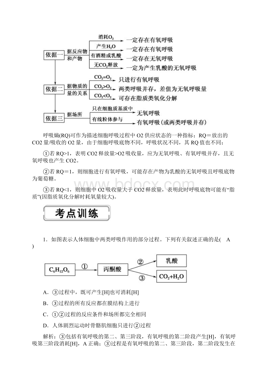 届一轮复习人教版 ATP的主要来源细胞呼吸 学案.docx_第3页