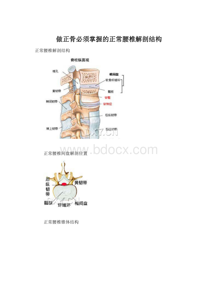 做正骨必须掌握的正常腰椎解剖结构.docx