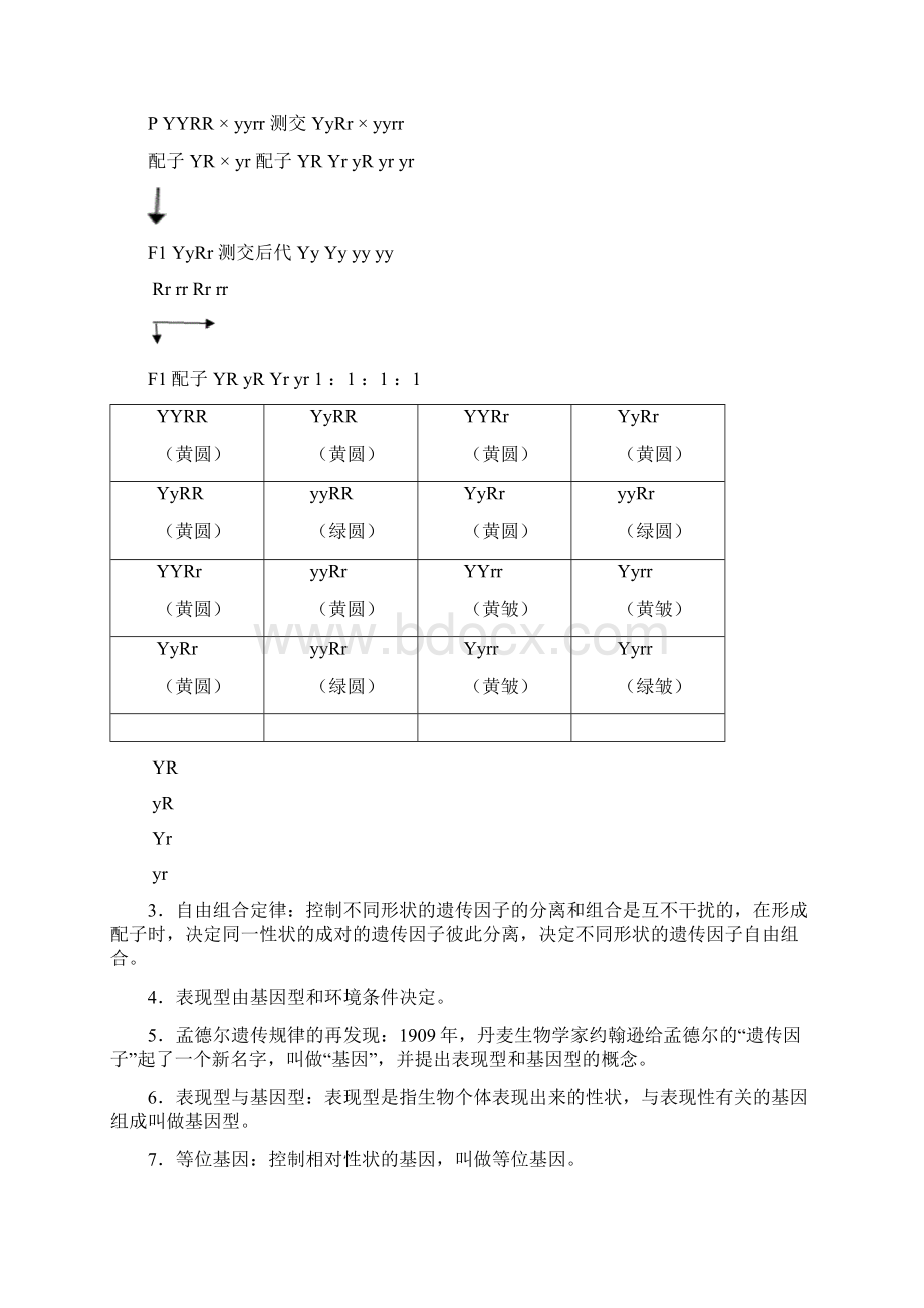 高中生物必修二遗传与进化知识点Word格式.docx_第3页