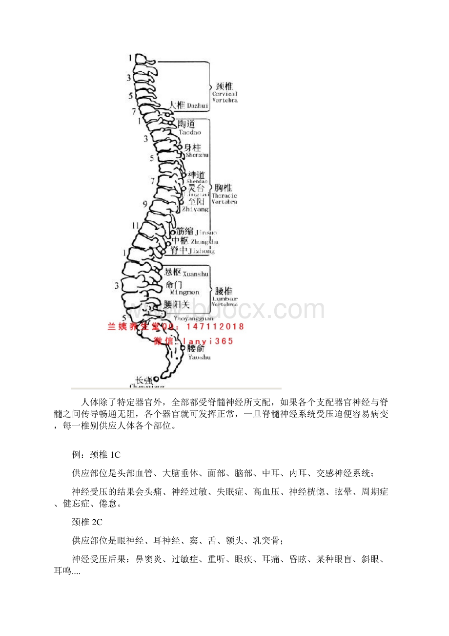 每天滚滚背矫正脊柱又防累文档格式.docx_第3页