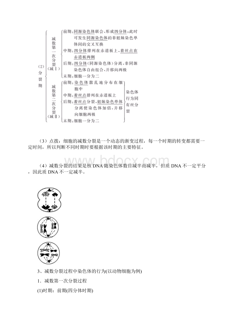 高三生物一轮复习精品教案减数分裂.docx_第2页