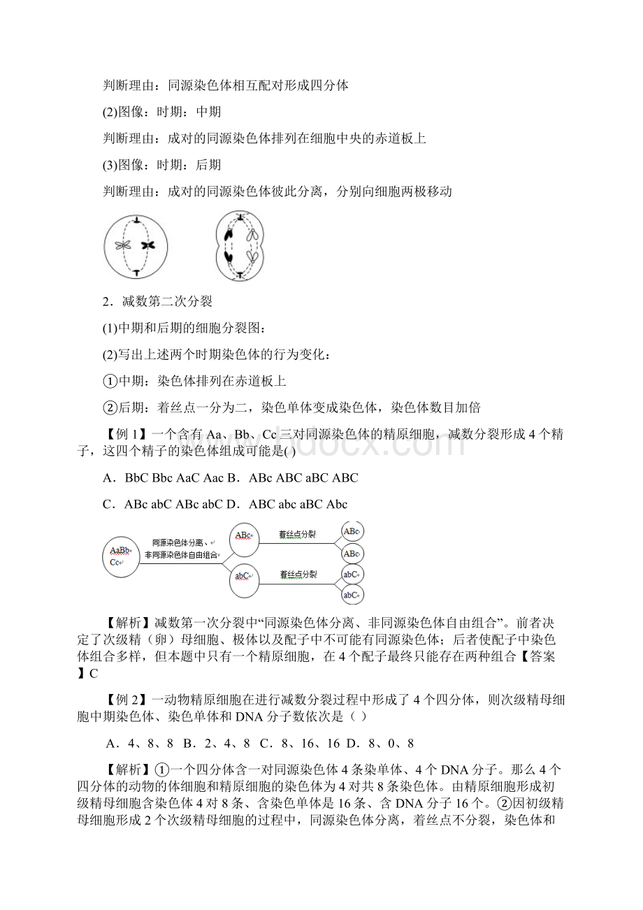 高三生物一轮复习精品教案减数分裂.docx_第3页