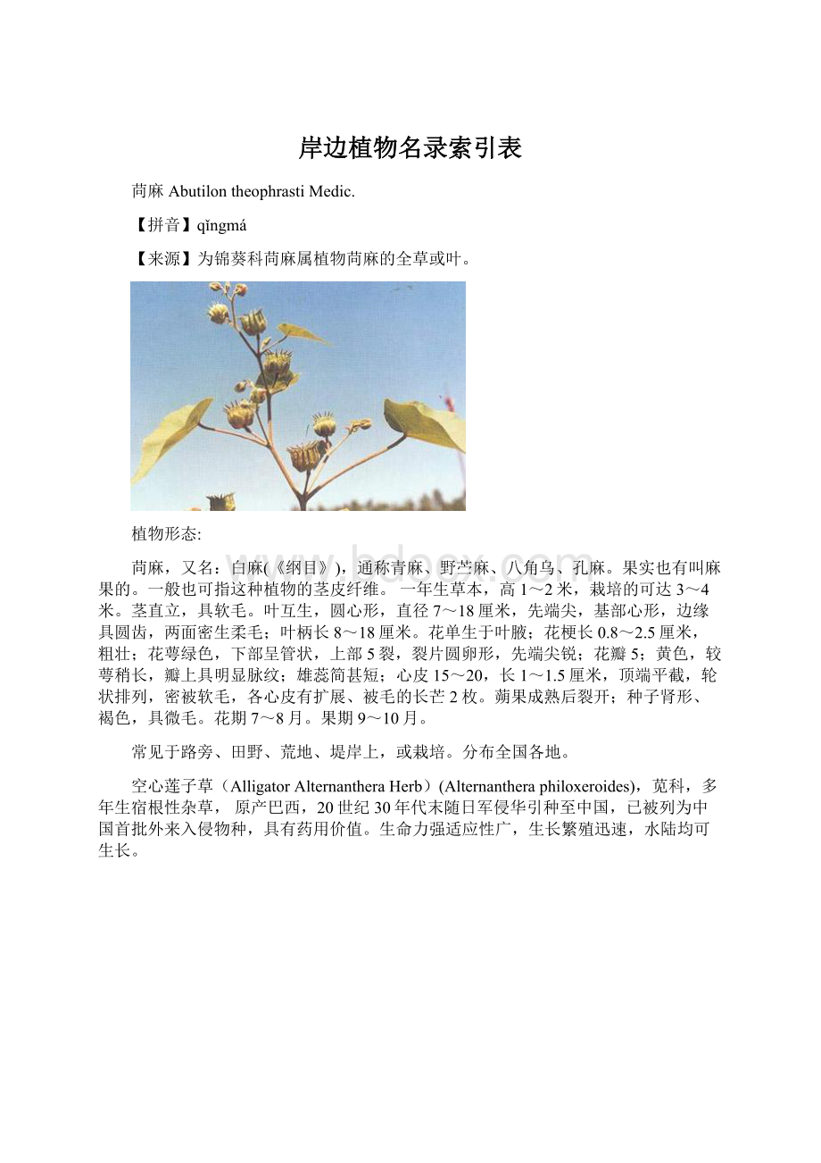 岸边植物名录索引表Word格式.docx