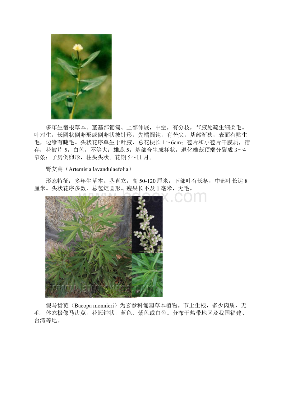 岸边植物名录索引表.docx_第2页