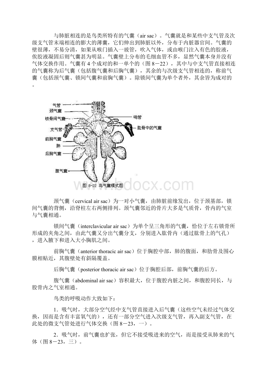 细小的微支气管air.docx_第2页