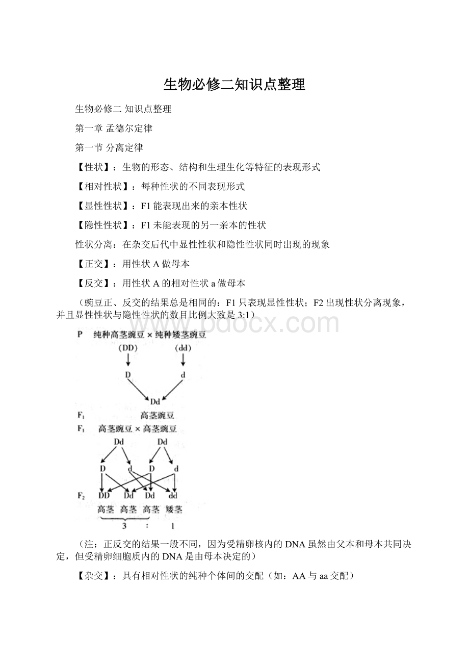 生物必修二知识点整理Word格式文档下载.docx