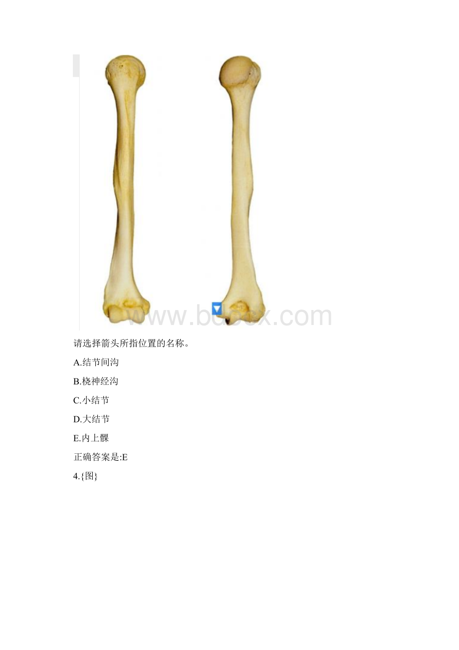 最新 中国医科大学春学期《系统解剖学本科》实践考试试题答卷文档格式.docx_第3页