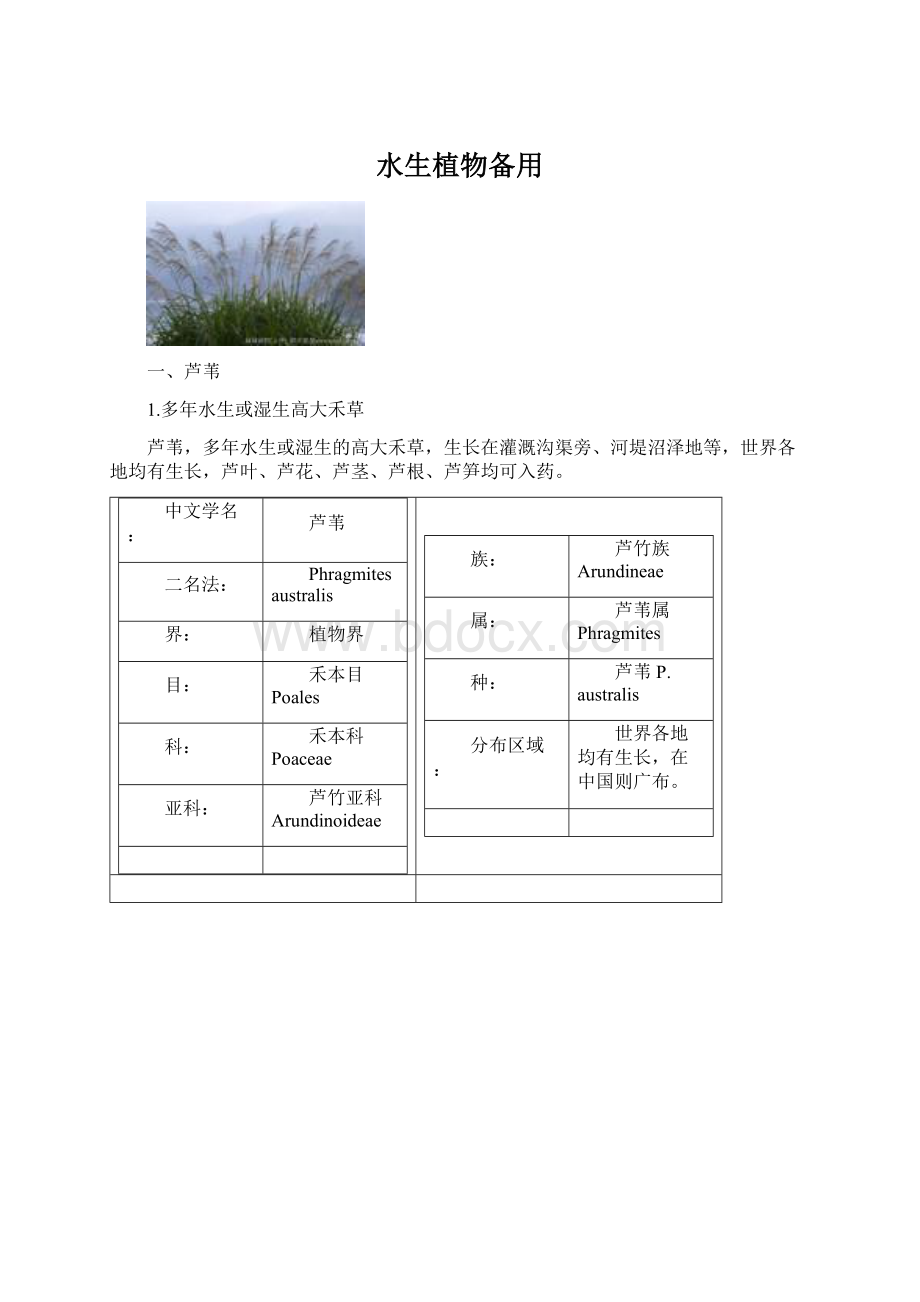 水生植物备用.docx_第1页