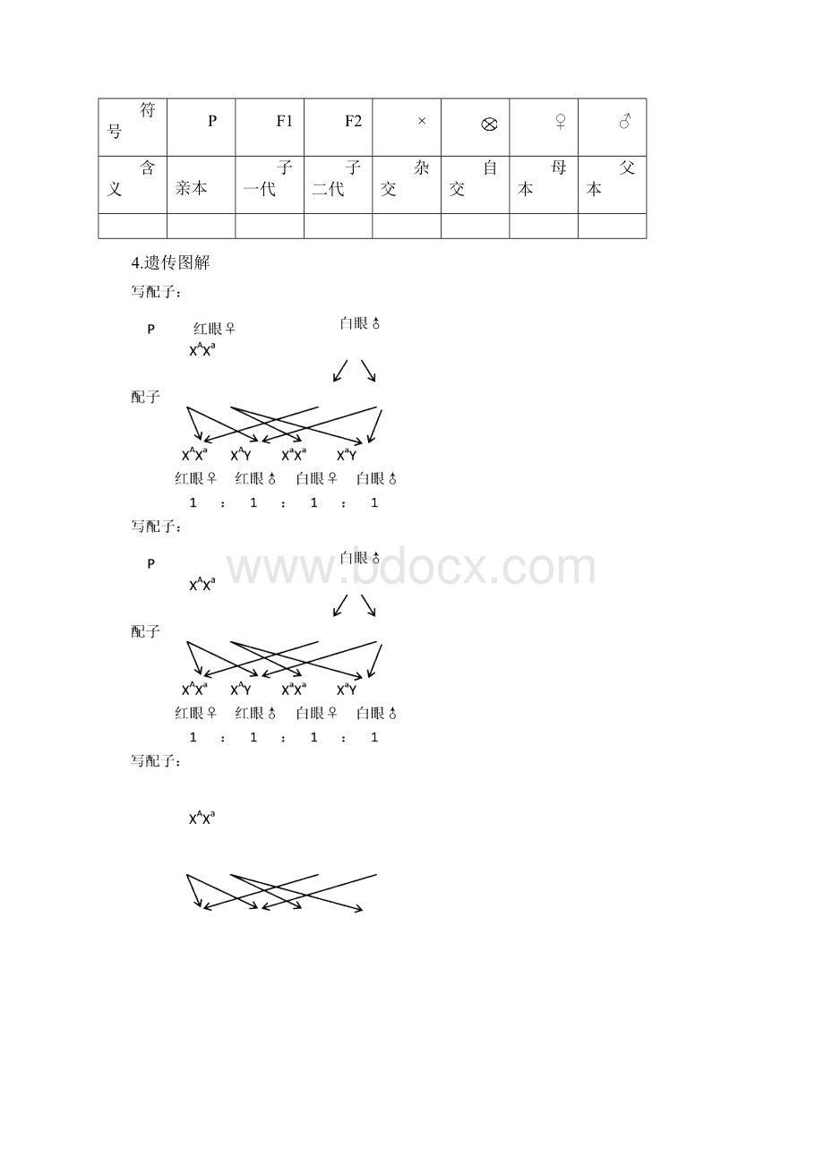 必修2遗传与进化知识点Word格式.docx_第3页