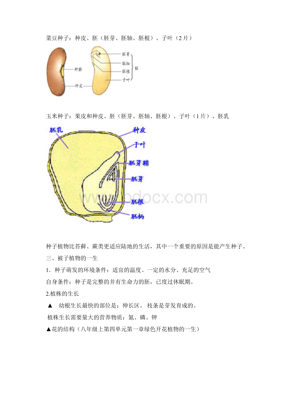 第二单元生物圈中的绿色植物知识点总复习与练习.docx_第2页