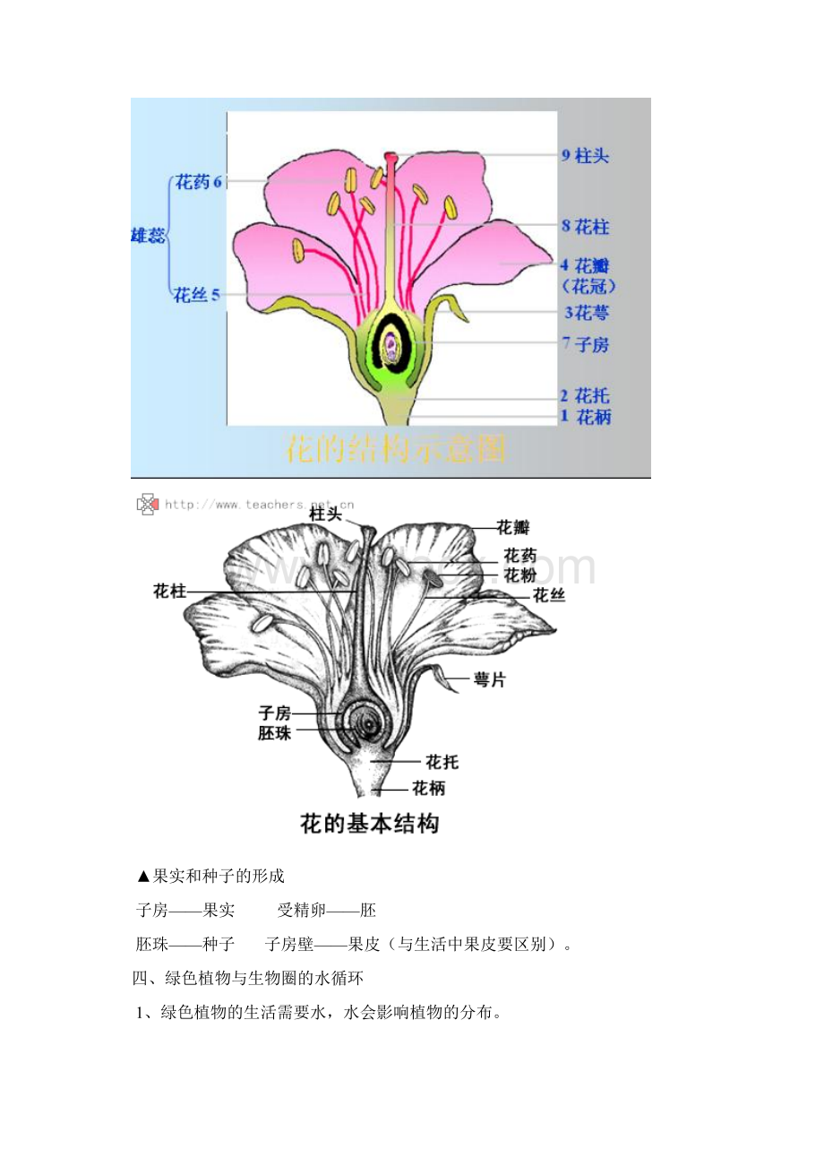 第二单元生物圈中的绿色植物知识点总复习与练习.docx_第3页