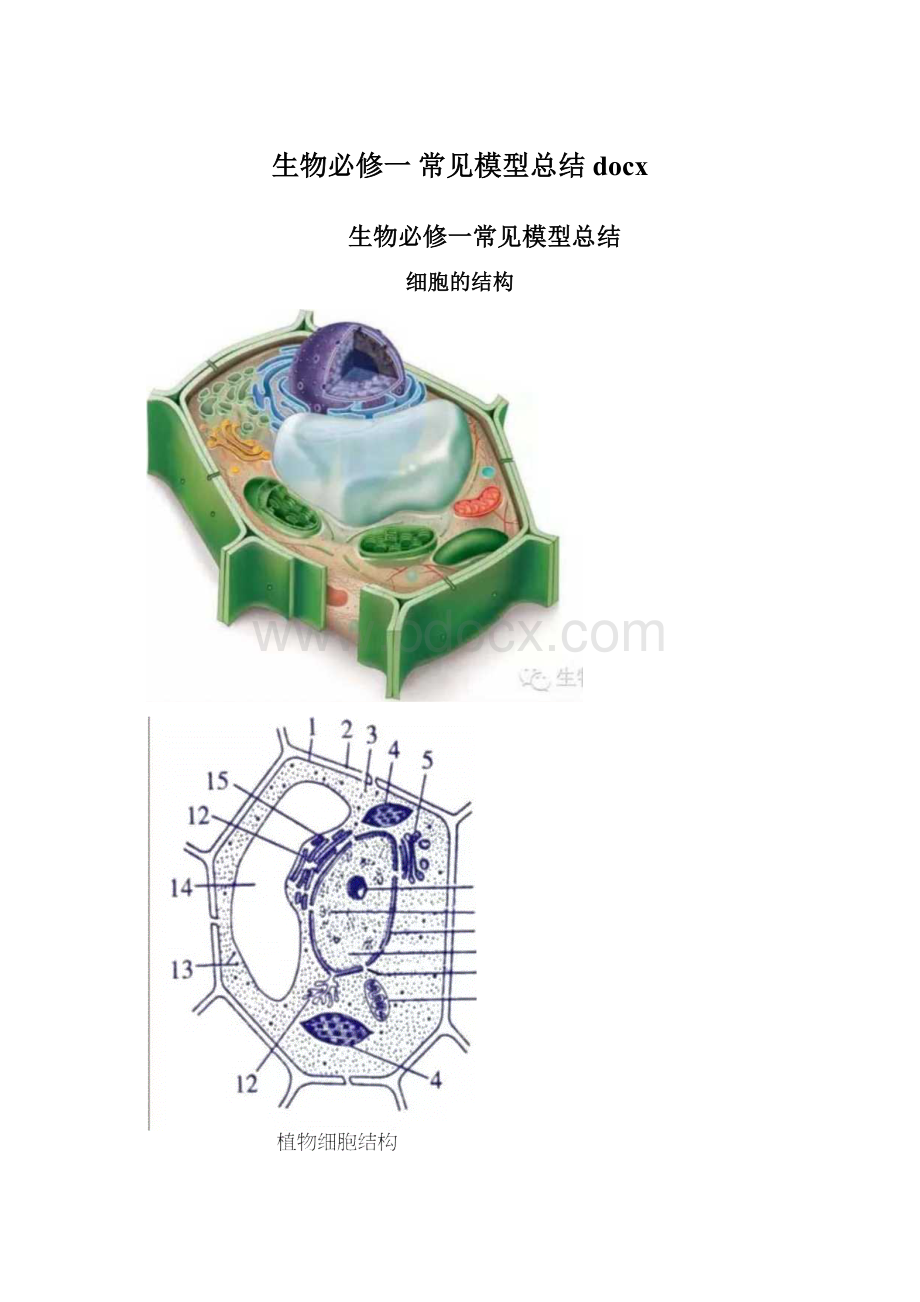 生物必修一 常见模型总结docx文档格式.docx_第1页