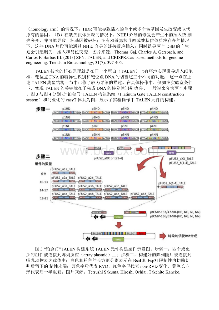 TALEN基因编辑技术.docx_第3页