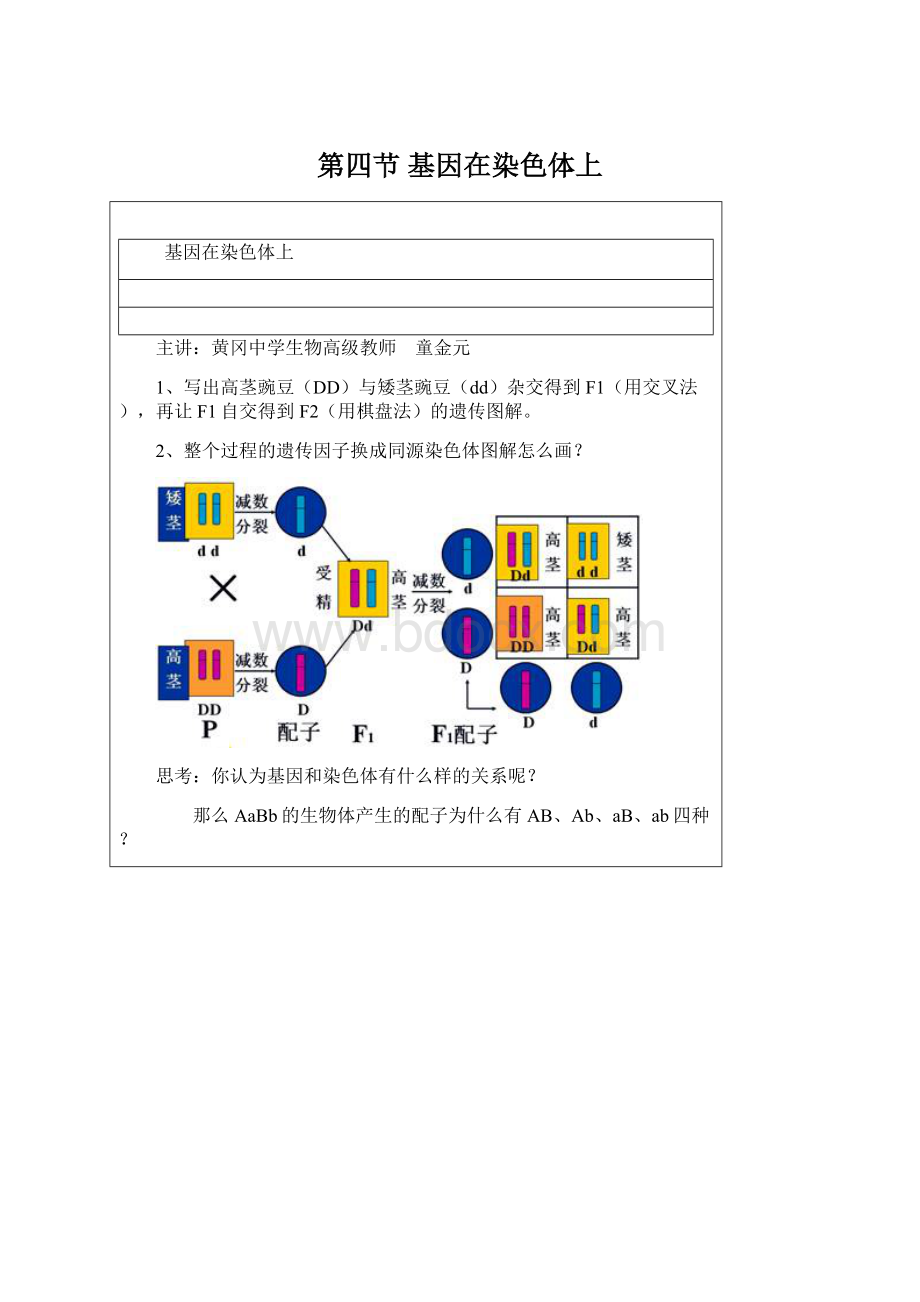 第四节 基因在染色体上Word文件下载.docx_第1页