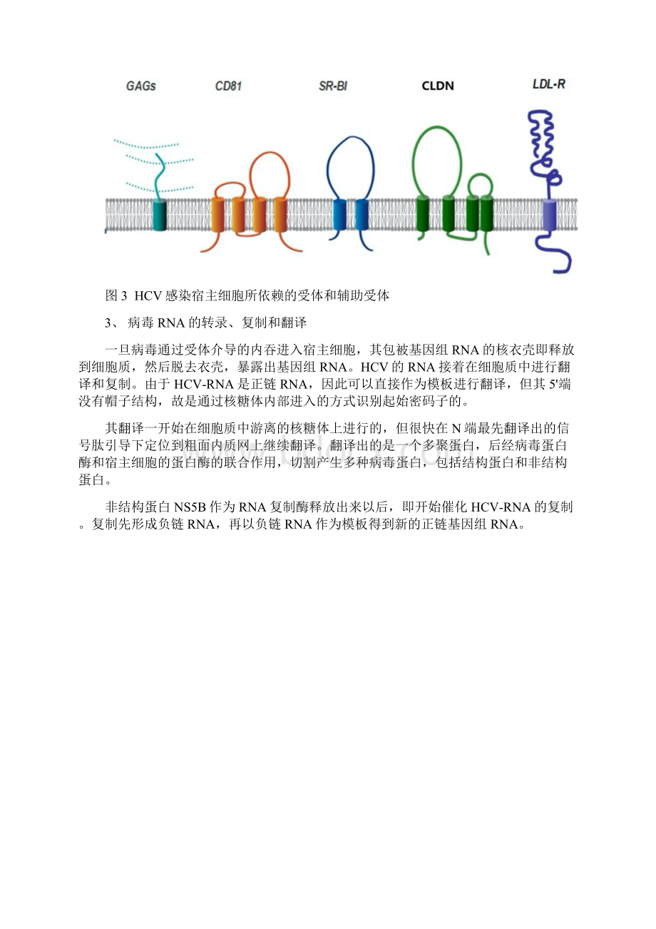 热点诺贝尔奖中的高考生物考点Word格式文档下载.docx_第3页