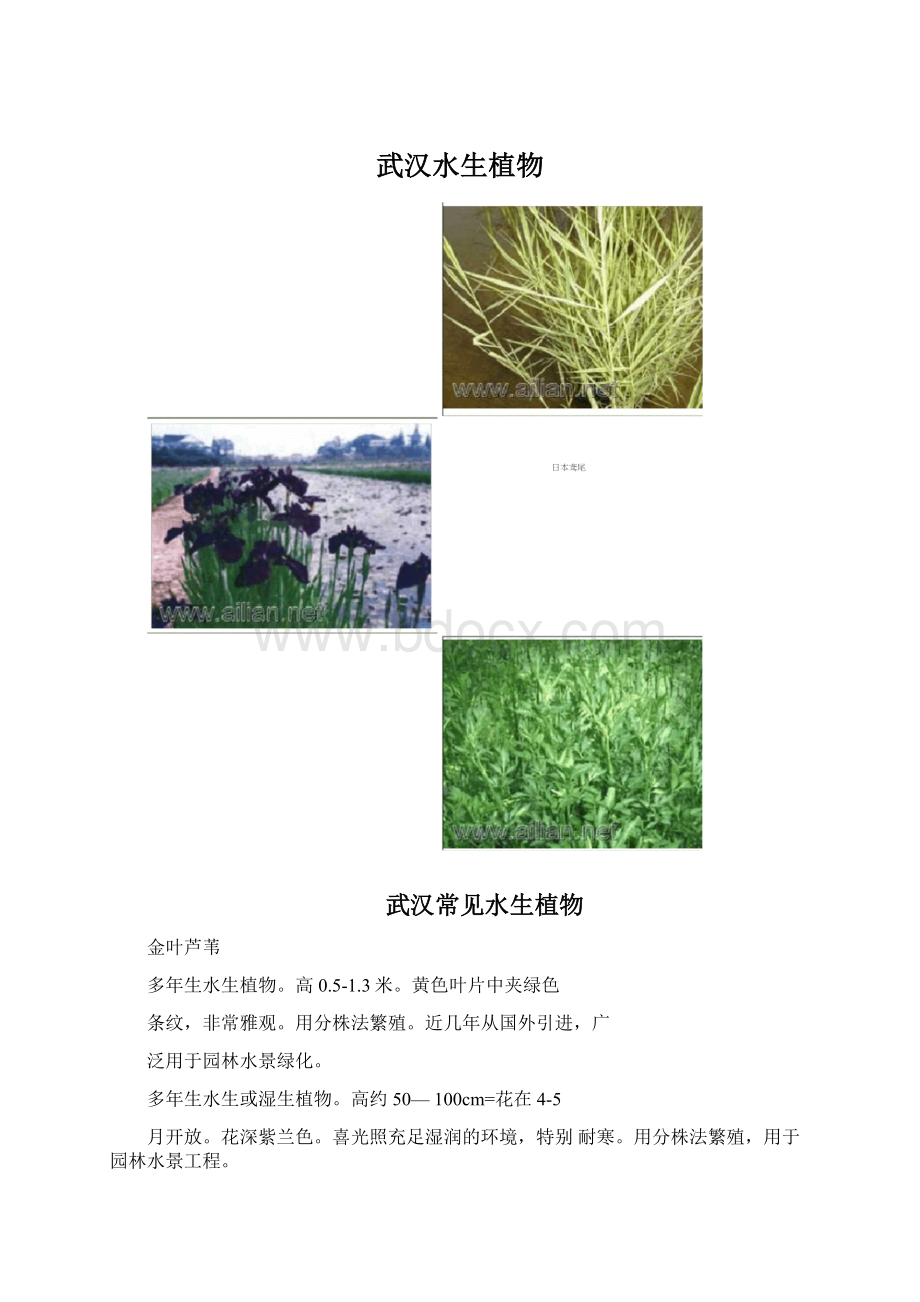 武汉水生植物Word文件下载.docx