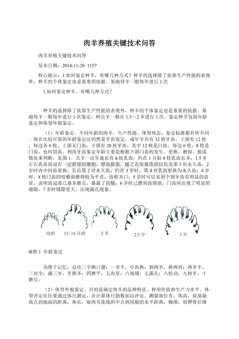 肉羊养殖关键技术问答文档格式.docx_第1页