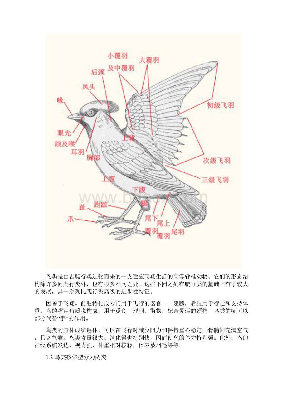 鸟类飞行动画.docx_第2页