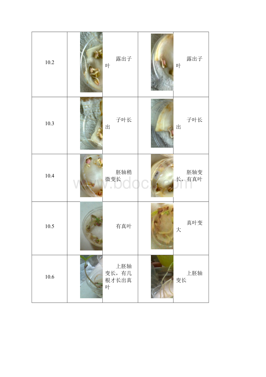 25 植物种子萌发实验报告文档格式.docx_第2页