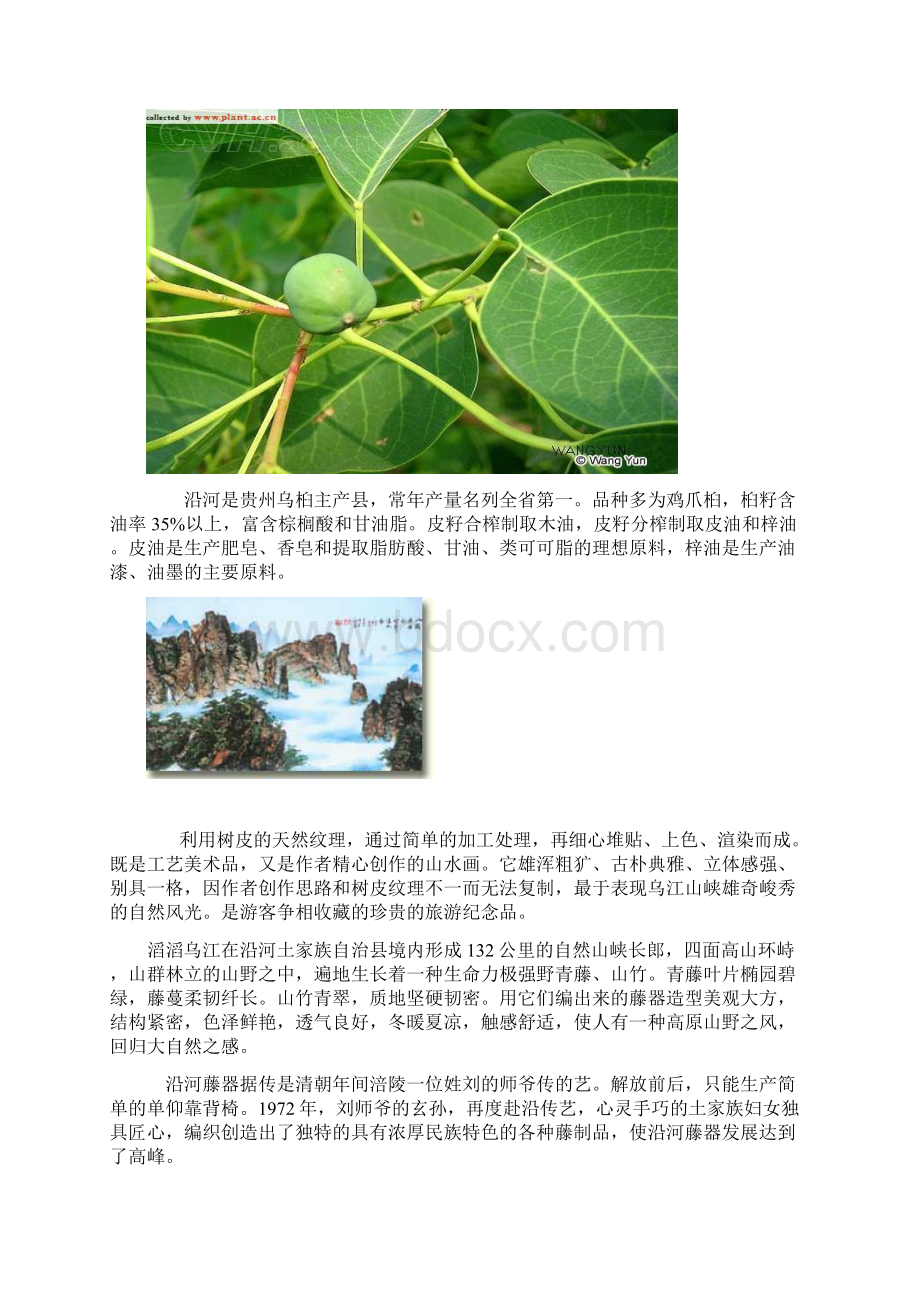 沿河地方优良品种.docx_第3页