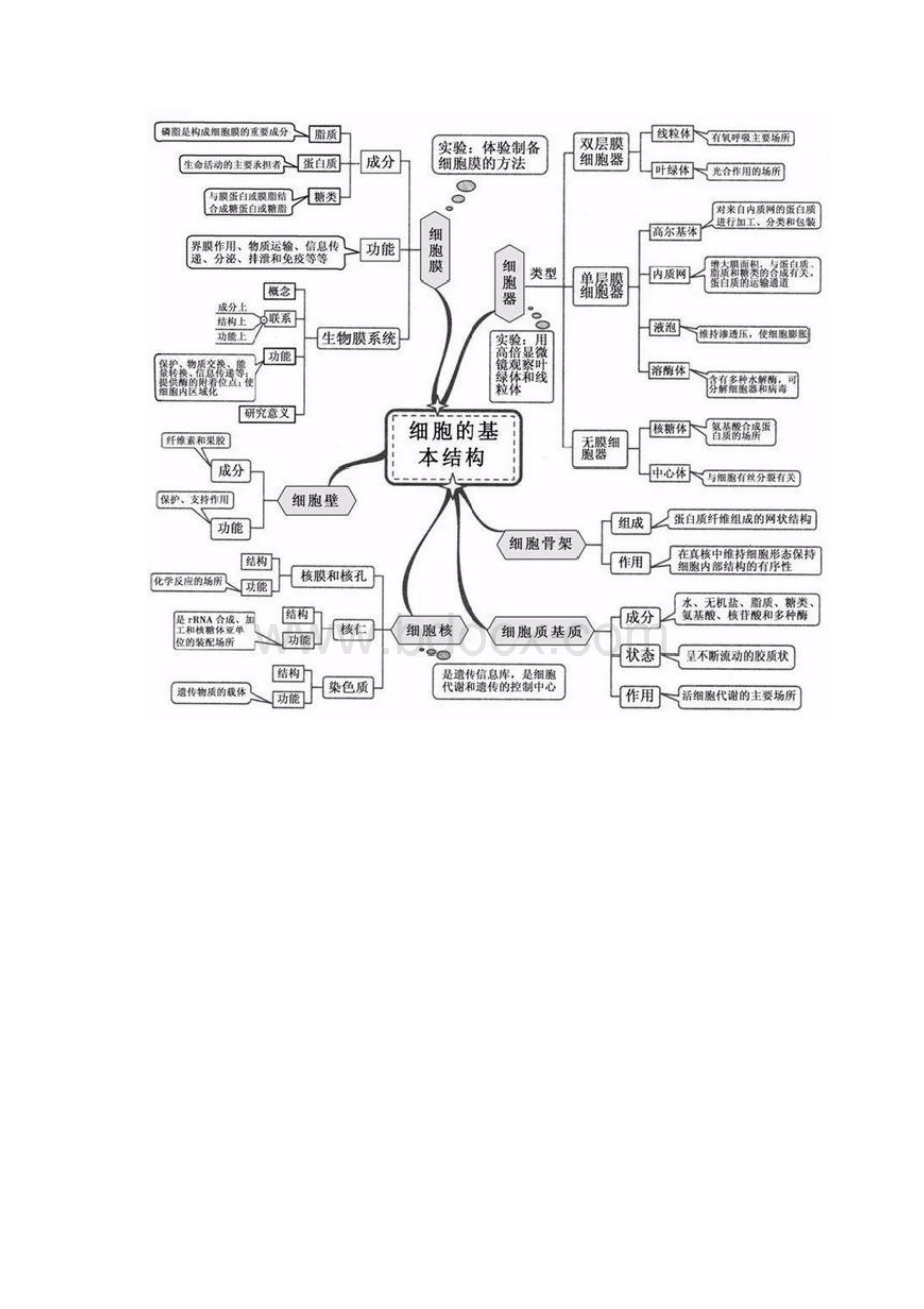 高中生物20思维导图Word格式文档下载.docx_第2页