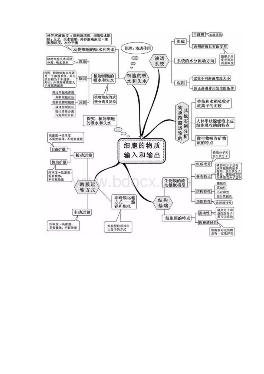 高中生物20思维导图Word格式文档下载.docx_第3页