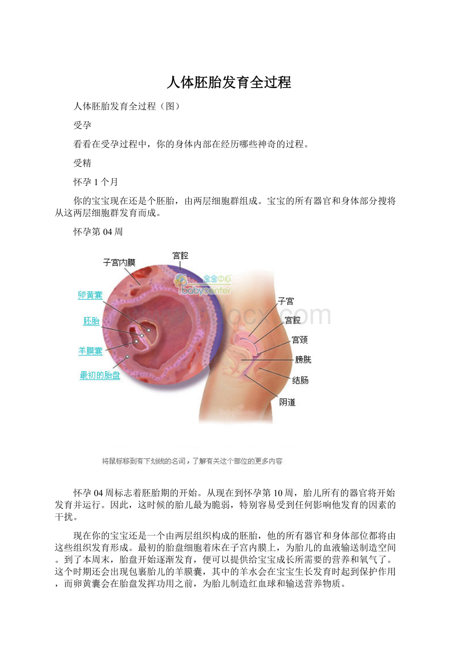 人体胚胎发育全过程.docx_第1页