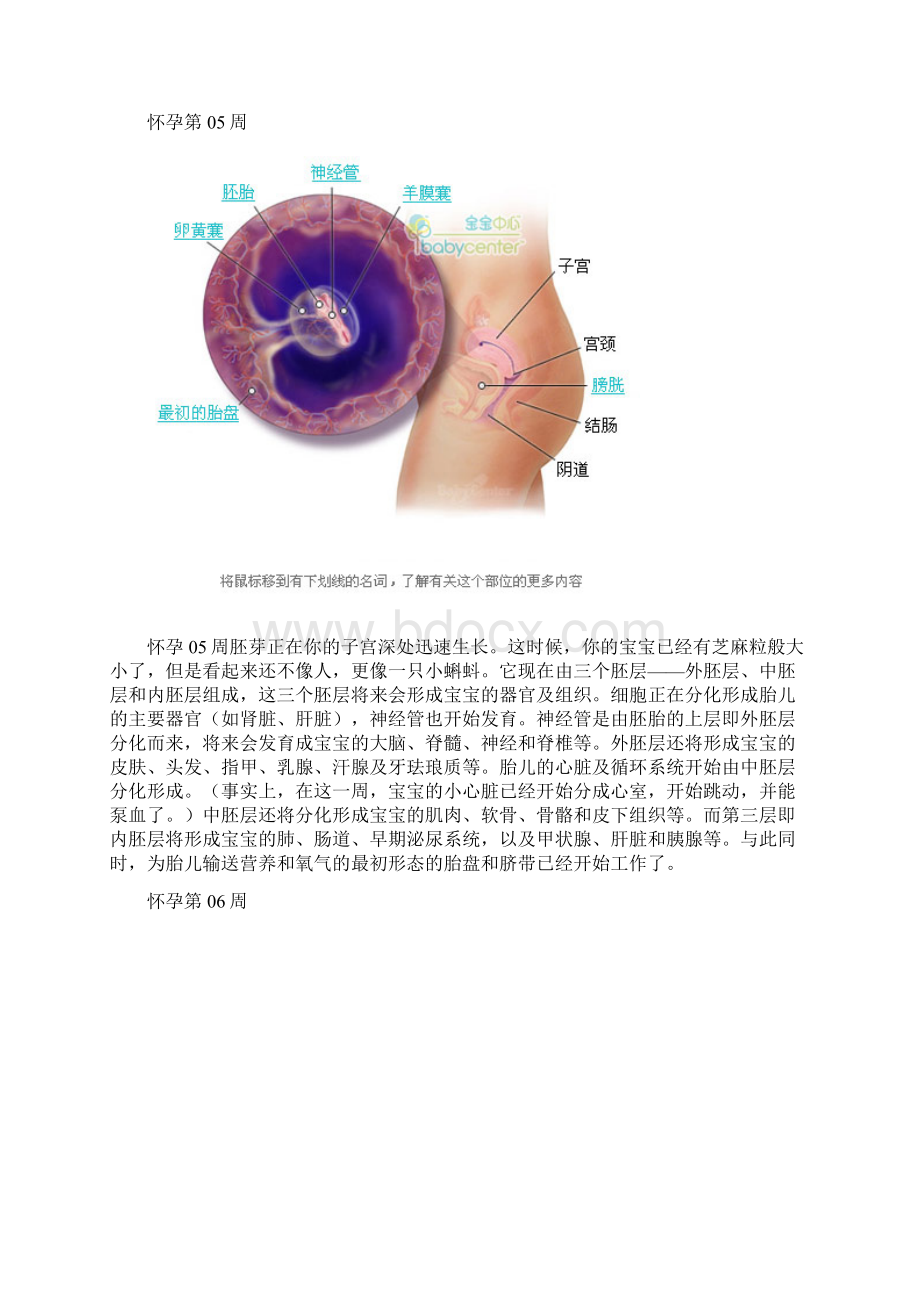 人体胚胎发育全过程.docx_第2页