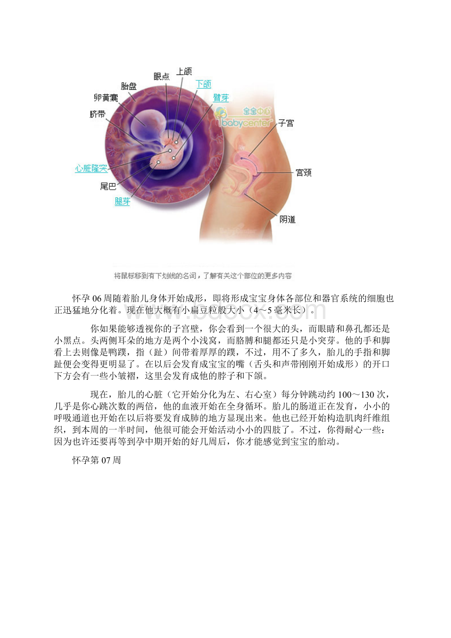 人体胚胎发育全过程.docx_第3页