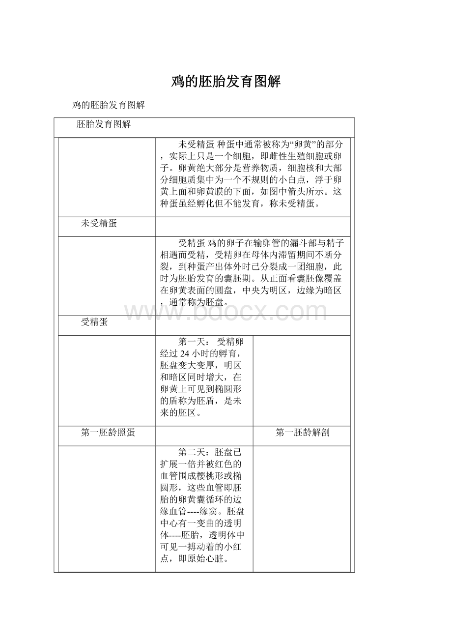 鸡的胚胎发育图解Word格式文档下载.docx