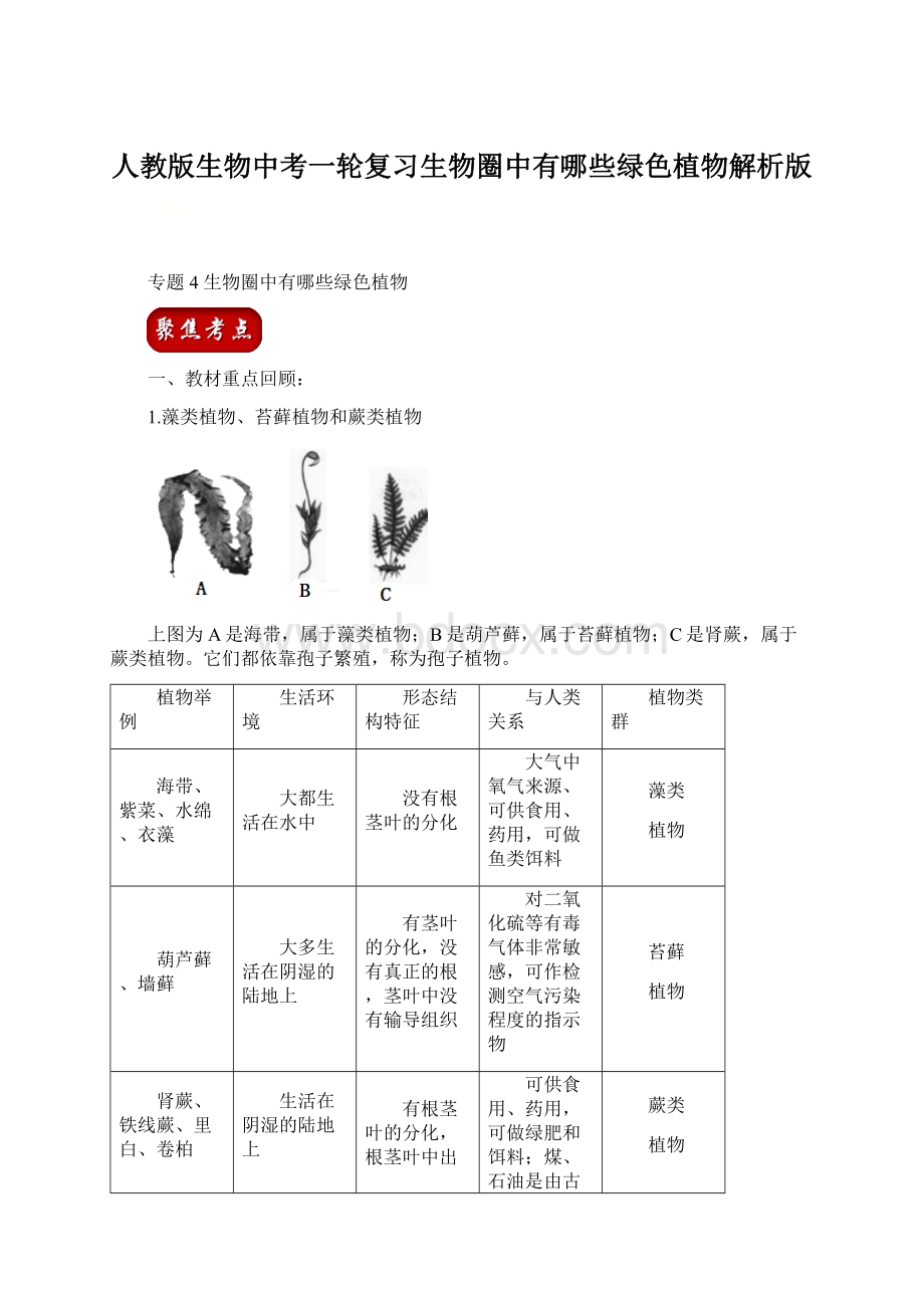 人教版生物中考一轮复习生物圈中有哪些绿色植物解析版文档格式.docx