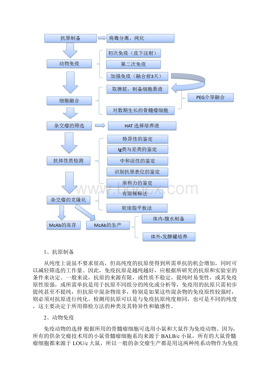 单克隆抗体的制备文档格式.docx_第3页